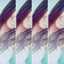 Camy Chez