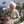 Gabriela Frenkel