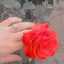 Imane