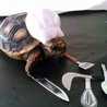 pretendchef