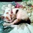 Missbeautiful