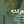 shahad shahad