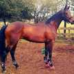 agostina 