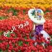 ورده الربيع🌷