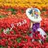 ورده الربيع🌷