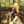 CassiBird