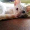 gouri0000