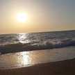 زهرة النرجس