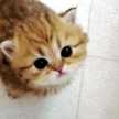 tay.yi.jia14