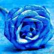Basant Adel