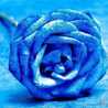 Basant Adel