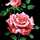 Manasier Khalid Manasier Khalid