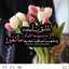 Bint_alahmed