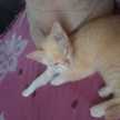 agus suwitono