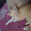 agus suwitono