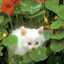 susan.rattray