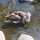 BLACK SWAN BLACK SWAN