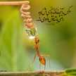 هوالرزاق