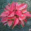 gayatrinursery@yahoo.com
