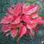 gayatrinursery@yahoo.com