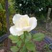 Nursila Rachma Yuthi