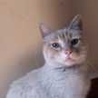 Lisset