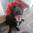 Maite