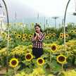 Syifa S