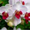 Tere