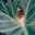 Smsma ahmad