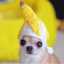 el perrito banana 🍌