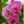 Orchid Flwer Kareem