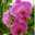 Orchid Flwer Kareem