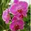Orchid Flwer Kareem