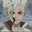 Ishigami Senku
