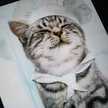Chatpatisse