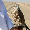 صقر الجزيرة ⁦🇴🇲⁩