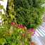 SivegLim