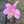 Kumin098