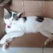 Nur Alifia