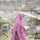 Oktavia Azizah Oktavia Azizah
