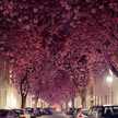 Enas Awny 