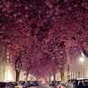 Enas Awny 