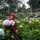 Risca Widya Risca Widya