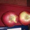 Macintosh