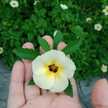 Suci am
