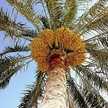 قطرة مطر