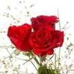 Ashi Waseem