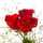 Ashi Waseem