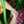 Arem